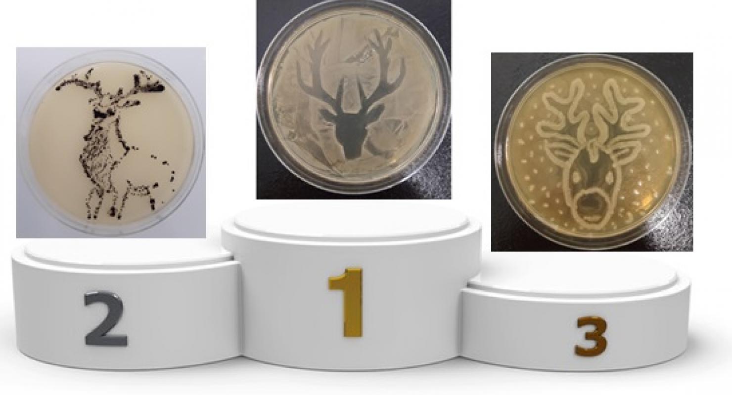agar&#039;art